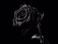 Seraphina Black