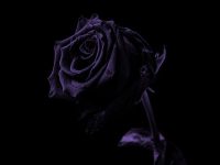 Seraphina Black